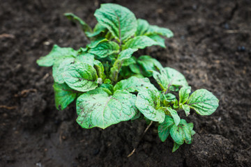 Potato plants on the field. Selective focus.