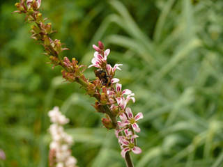 Bumblebee feeding from white-red blossoms