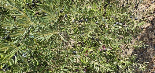 Texturas campo aceitunas