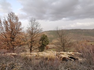 Rebaño paisaje otoñal