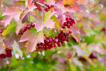 Fototapeta premium Juicy red viburnum berries also known as viburnum opulus are hanging on branch, harvesting in autumn time