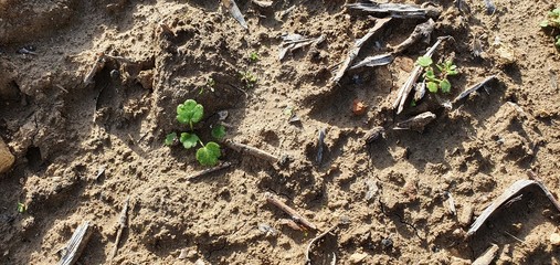 Texturas campo aceitunas