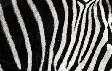 Fototapeta na wymiar background which the structure of hide of zebra is represented on