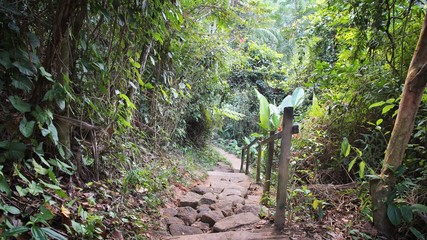 Brazil rainforest. Nature of Brazil.