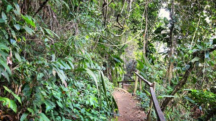Rainforest in Brazil. Nature of Brazil.