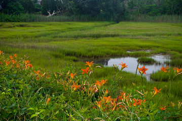 Tiger lillies and Wetland