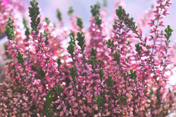 Obraz premium Floral background made of blossoming Heather flowers common known as Callluna Vulgarus with bokeh effect. Botanical photo.