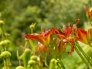 Orange and red blossoms of a daylily