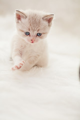 Cute baby kitten