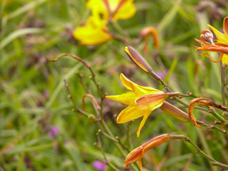 Close-up of a yellow daylily