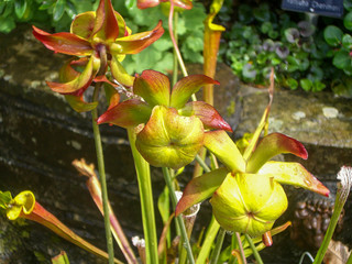 Blossoms of a trumpet pitcher