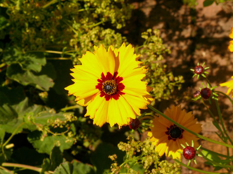 Yellow Echinacea Seen From Above