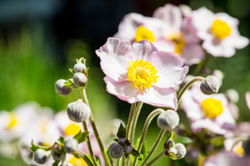 Big Anemone flower in the garden. Selective focus.