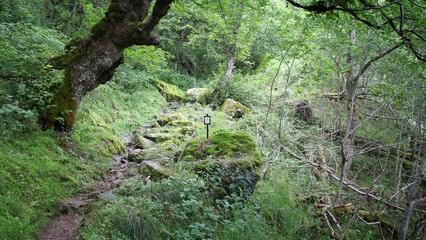 Scandinavia - forest trail in Norway