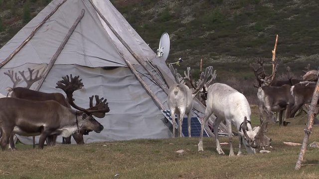 Mongolia. Darkhat basin. The camp of reindeer herders. Deer.