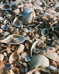 sea shells on the beach