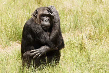 Adult chimp sitting down hugging itself 