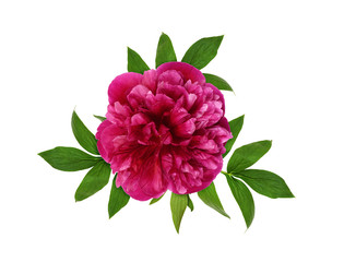Pink peony flower and leaves
