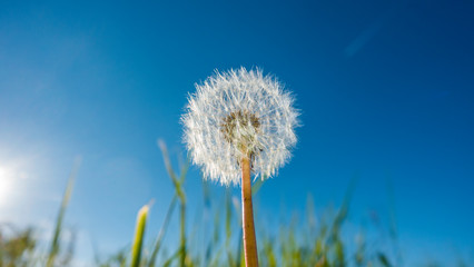 Naklejka premium Closeup of dandelion blossom in front of deep blue sky in summer