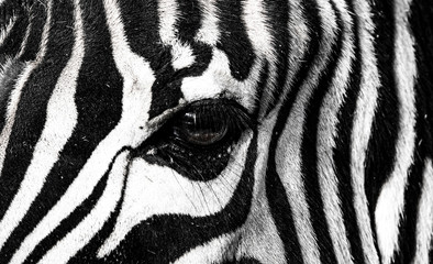 Fototapeta na wymiar background which the structure of hide of zebra is represented on