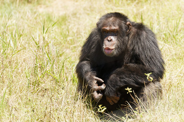 Old chimpanzee sitting in tall grass