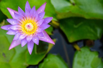 pink water lily