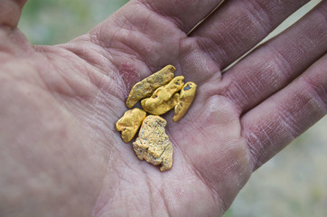 Miner Holding Freshly Found Gold Nuggets