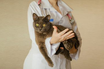 Recovered gray cat is feeling good and released from veterinary hospital. He gets cozy at veterinarian hands. Love to nature concept.