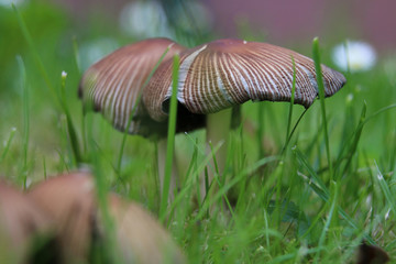 Pilz im Garten nahaufnahme