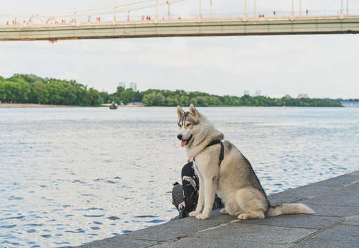 Large nice husky with brownish gray-white coat at the Dnieper river coastline, having a walk with his master. On the background is foot-bridge across the river, Kiev, Ukraine.