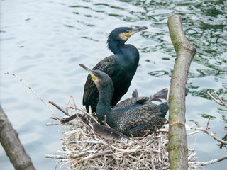 Fototapeta premium Nesting couple of cormorants in a pond