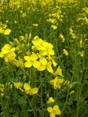 Obraz premium Green field with yellow blossoms