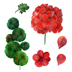 Watercolor composition with Blooming geraniums, the leaves and flowers