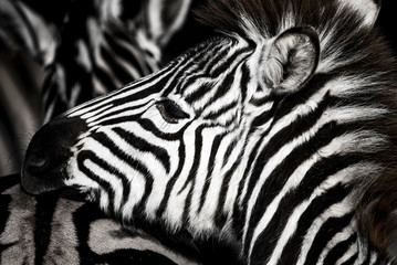 Obraz na płótnie Canvas background which the structure of hide of zebra is represented on