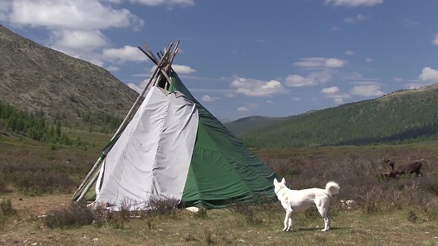 Mongolia. Darkhat basin. The camp of reindeer herders. Deer.
