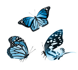 Color butterflies , isolated on white background