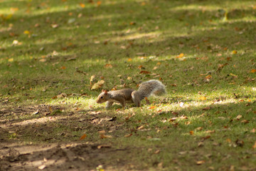 squirrel on ground