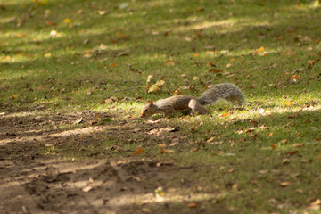 squirrel on ground