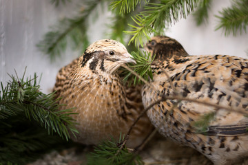 Japanische Legewachteln