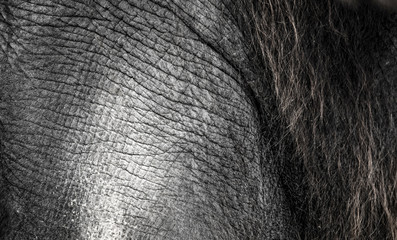 Fototapety  background which the structure of hide of elephant is represented on