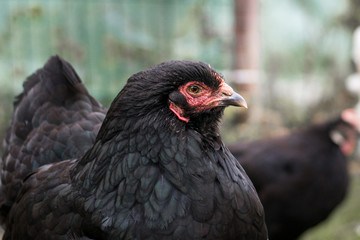 Nahaufnahme einer schwarzen Henne
