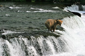 Alaska brown bear at Katmai 