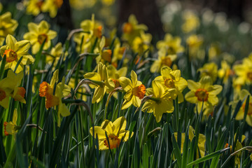 Daffodils together closeup