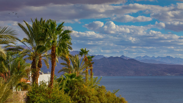 eilat red sea tropical landscape wallpaper palms sea and jordanian high mountains 