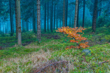 evergreen forest