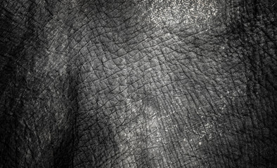 background which the structure of hide of elephant is represented on © Jiří Fejkl