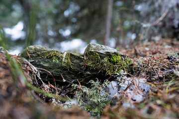 Moosbedeckter Waldboden