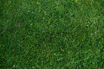 A close up view of green grass. Great for use as a background or texture