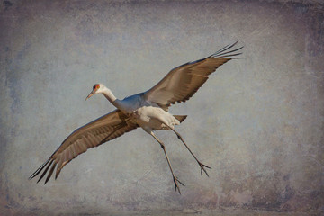 Sandhill Crane Flying - Stylized BG - Antigone canadensis - 3454