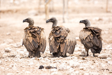Three White-backed vultures (Gyps africanus) standing in a row on a stony, barren ground, Namibia
